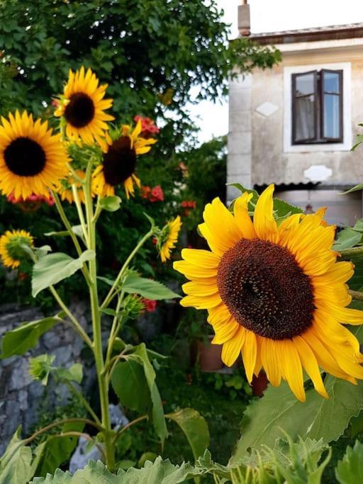 Apartamento Zelena Oaza Skrljevo Exterior foto